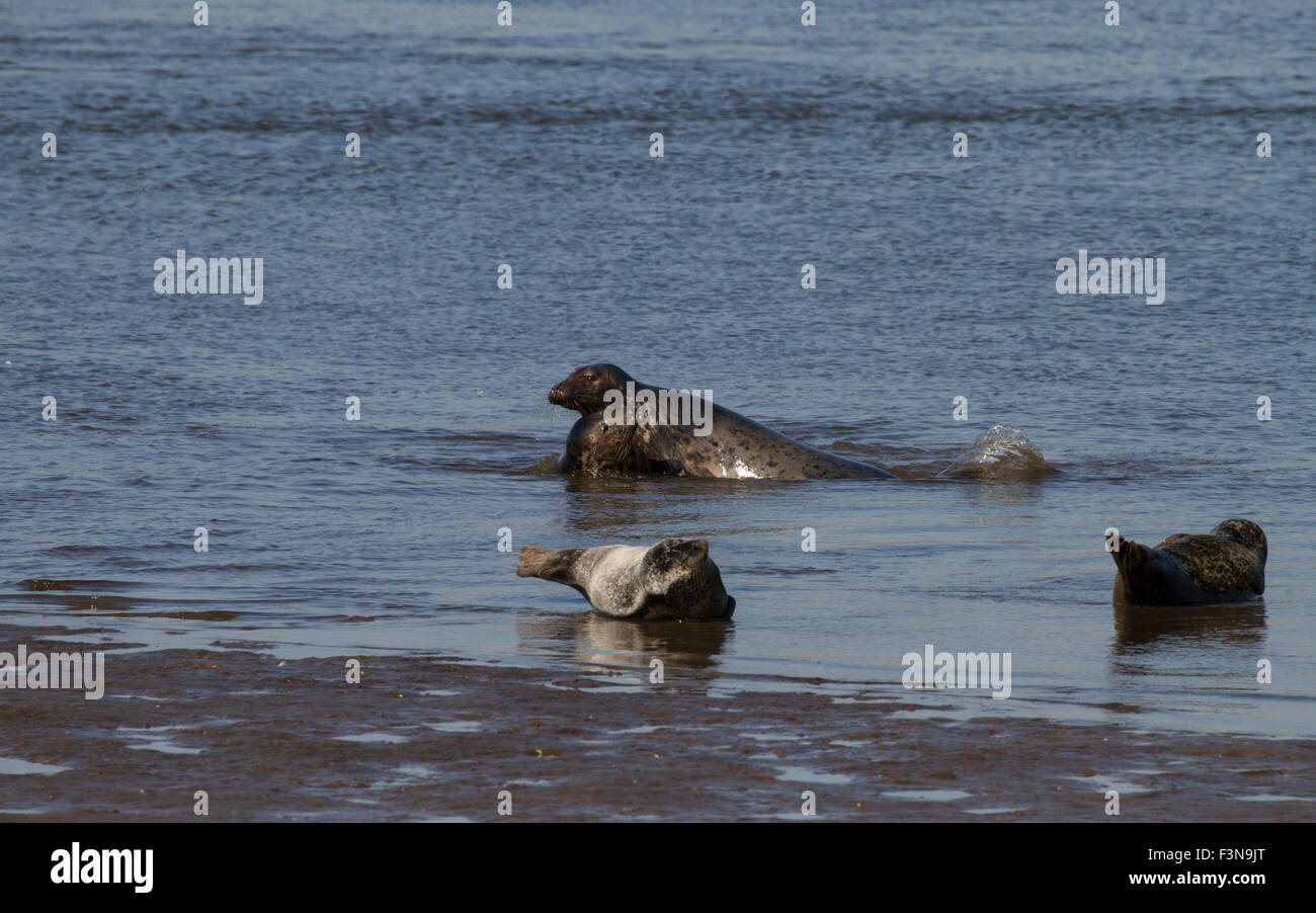 Common seals and grey seals mating Stock Photo Alamy
