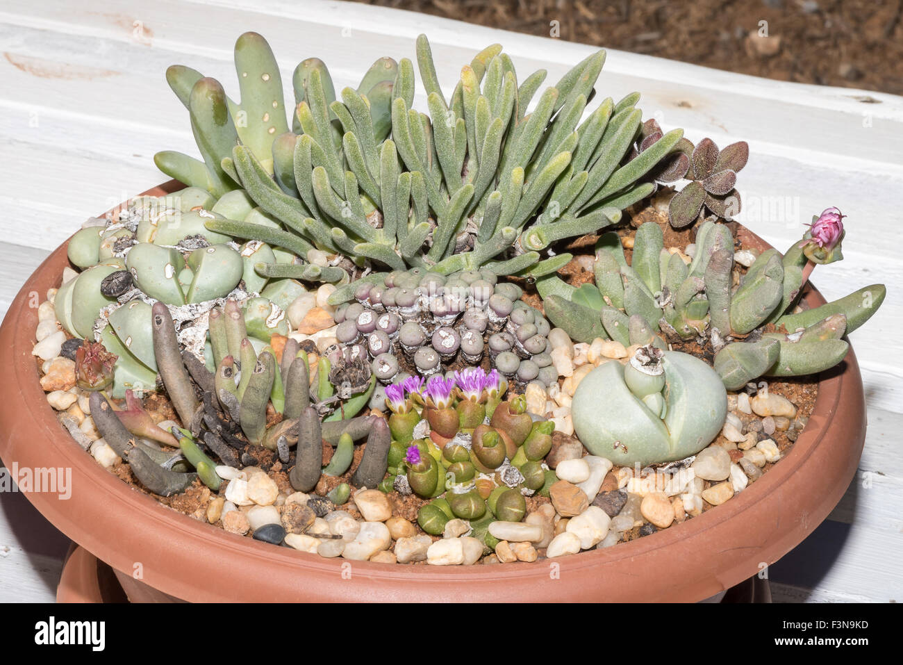 Indigenous Succulents Hi res Stock Photography And Images Alamy