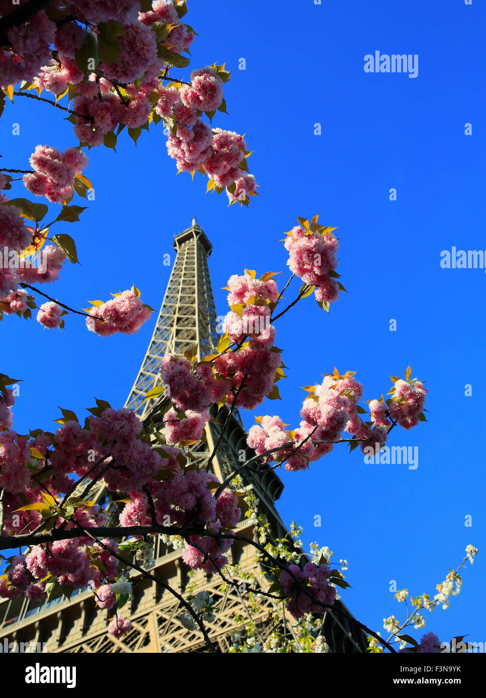 Eiffel Tower in spring time, Paris, France Stock Photo