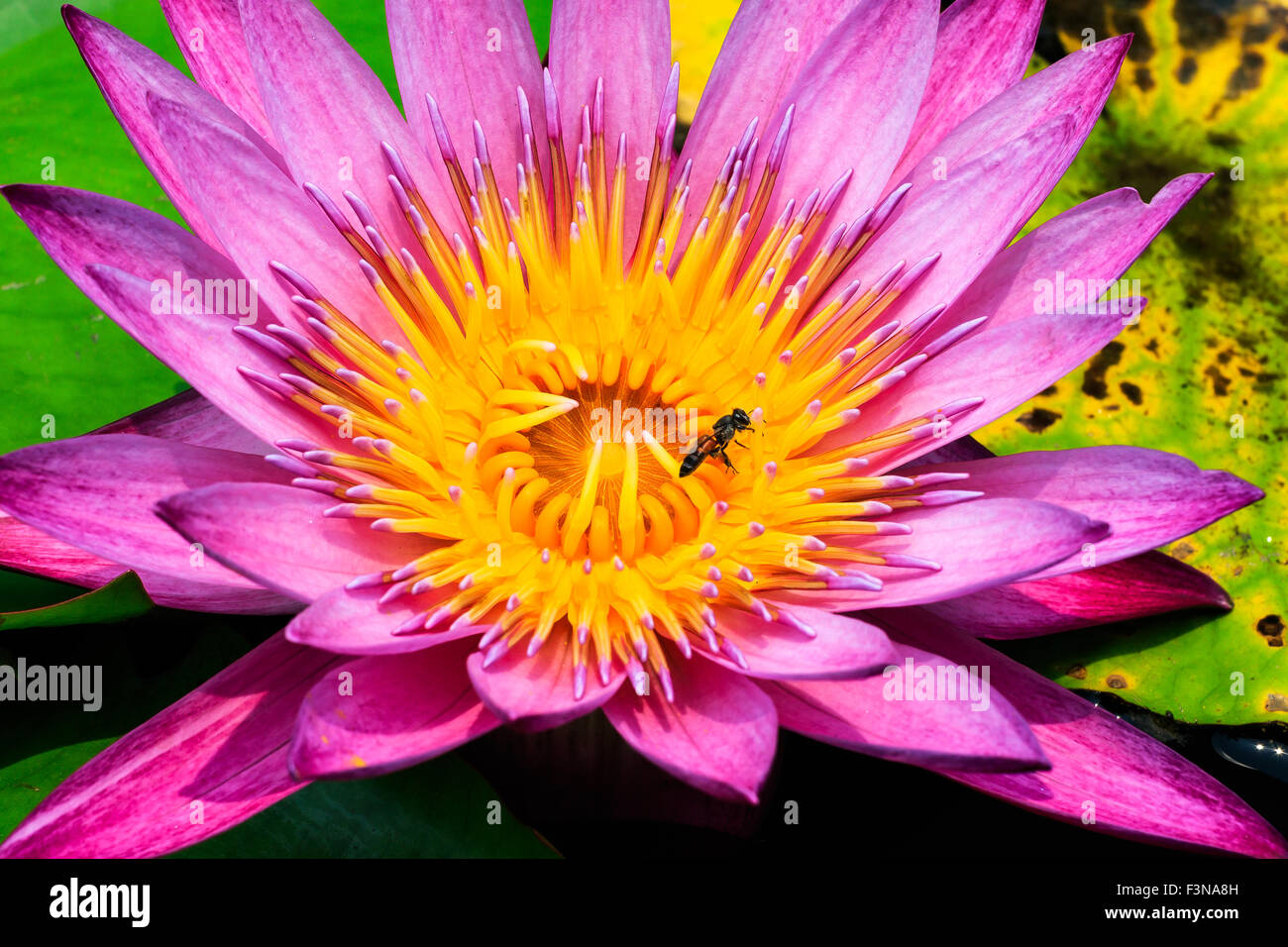 A close up of a bee in the yellow center of a purple water lily Stock ...