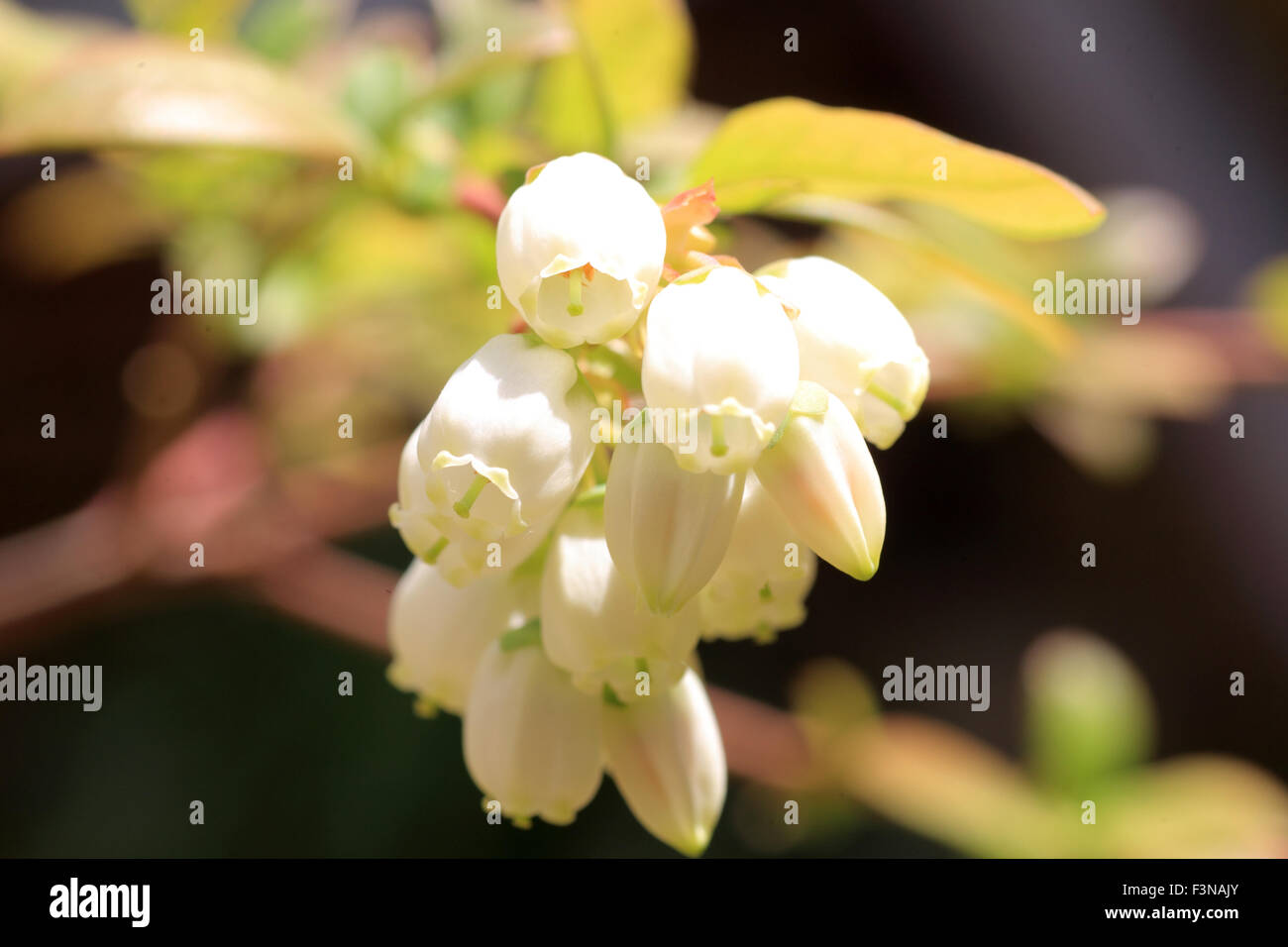 Blueberry flower in Japan Stock Photo Alamy