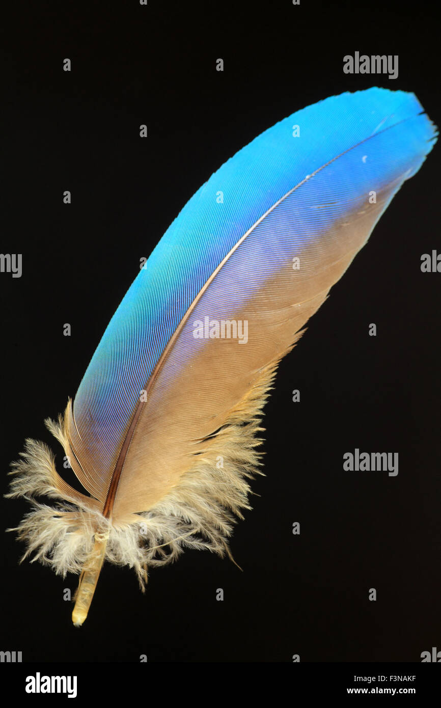 Beautiful bird feather (black background) Stock Photo