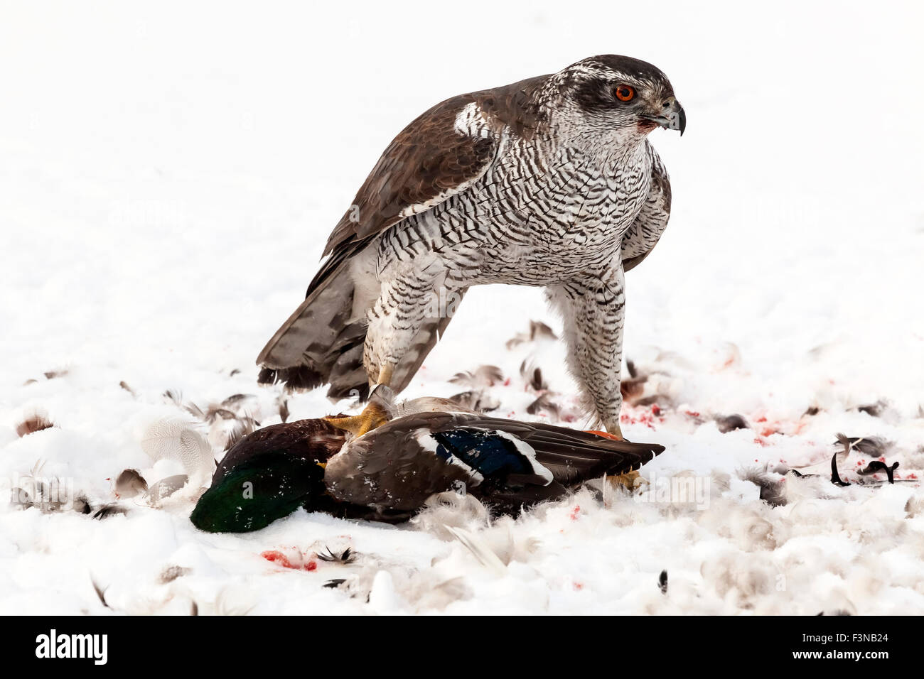 Northern Goshawk (Accipiter gentilis) eating on it´s prey on a frozen lake, Sweden. Stock Photo