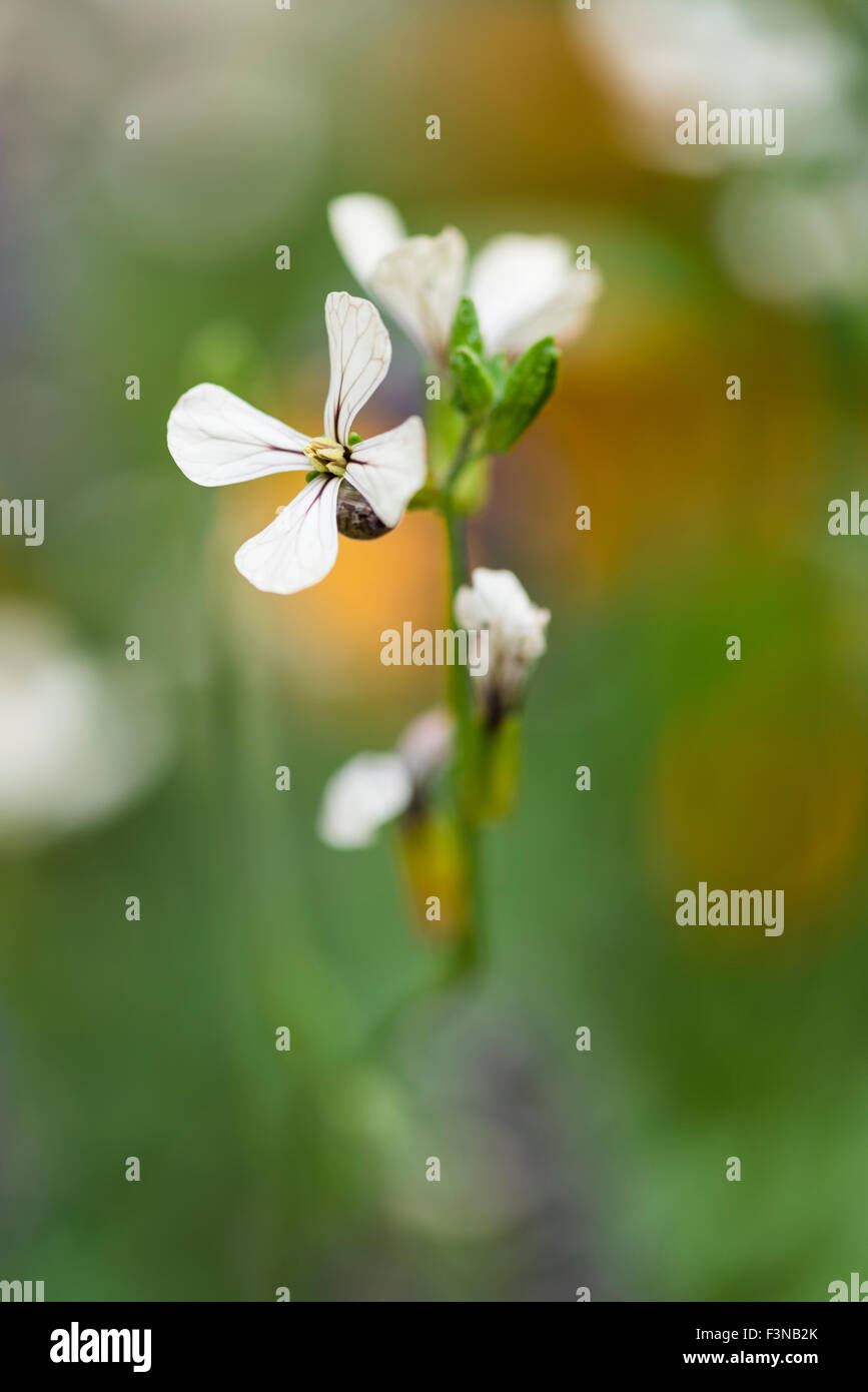 Edible rocket flowers Stock Photo Alamy