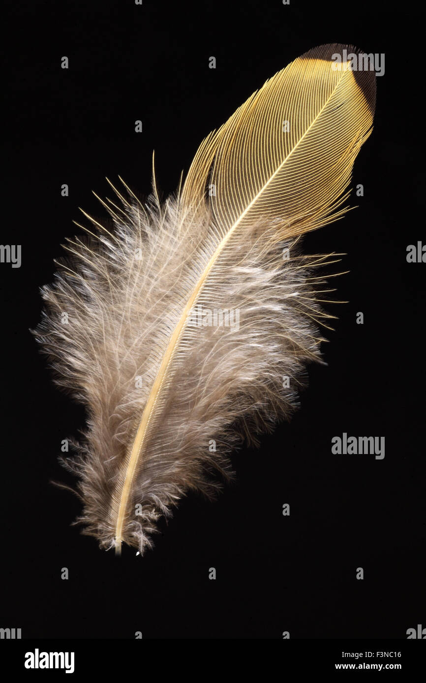 feather of White's Thrush (Zoothera dauma) Stock Photo