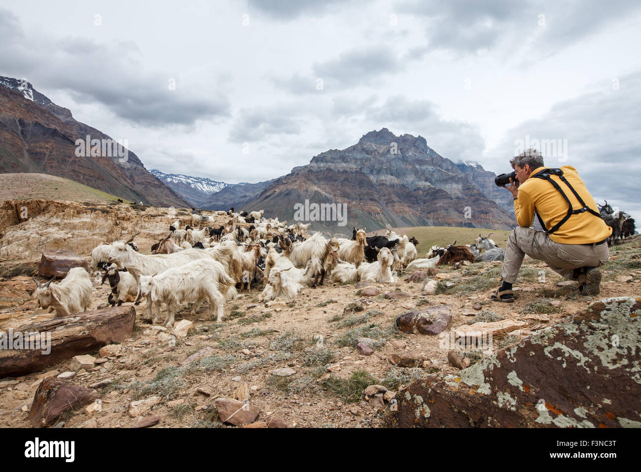 Animal Nature photographer in Himalayas mountains. Spiti valley, Himachal Pradesh, India Stock Photo