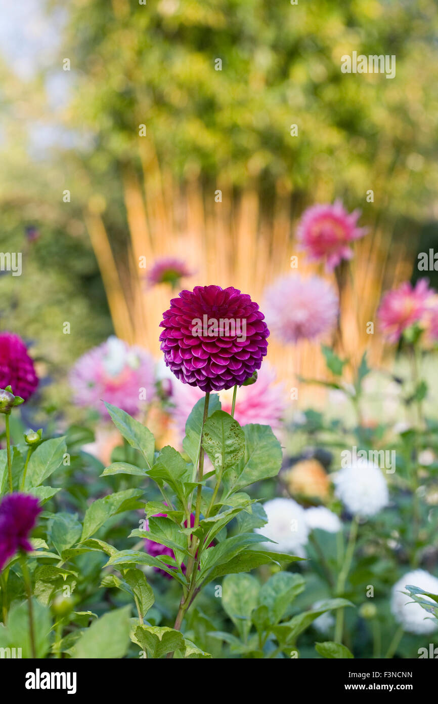 Pompom Dahlias High Resolution Stock Photography and Images - Alamy