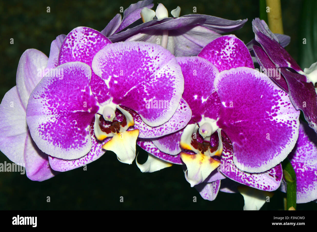 Phalaenopsis orchid flowers Stock Photo