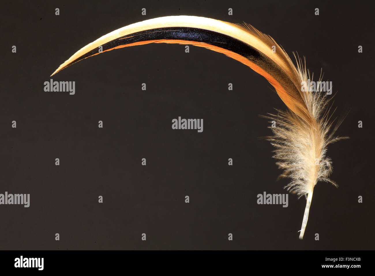 feather of Baikal Teal (Anas formosa) Stock Photo