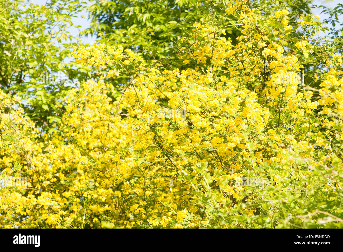 Shrub with many yellow flowers Yellow acacia, latin name caragana arborescens, recorded in Bulgaria, resort Saint Constantine an Stock Photo