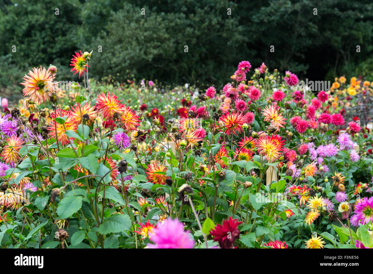 Penzance flower flowers autumn flowering colourful colorful riot colors