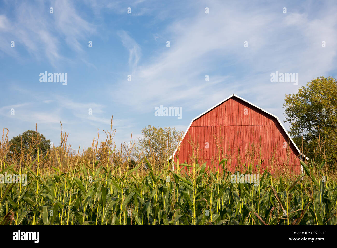 Barn With Corn Field Background