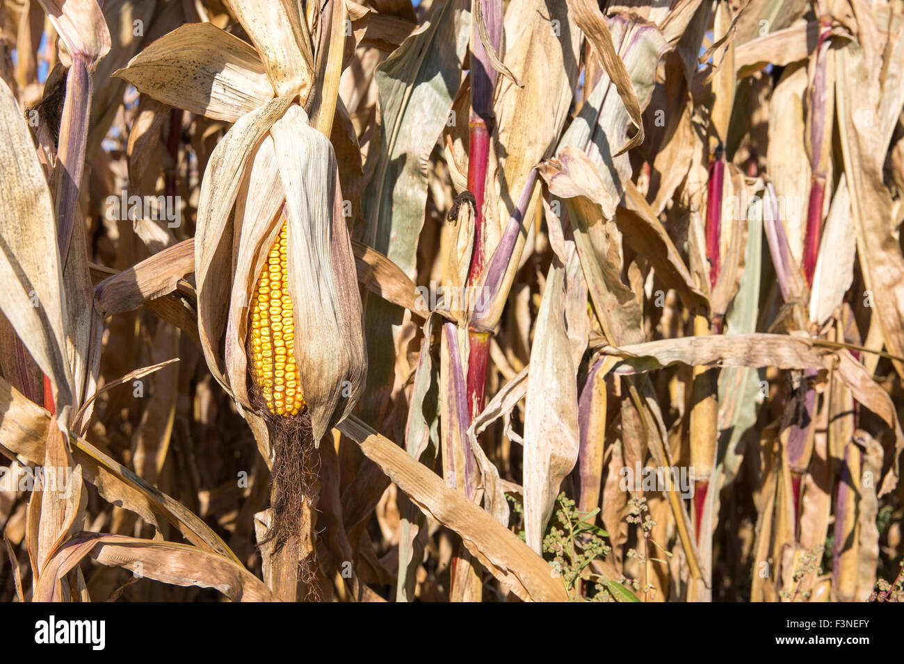 Dry ear of late season corn that is drooping in the autumn sun and is