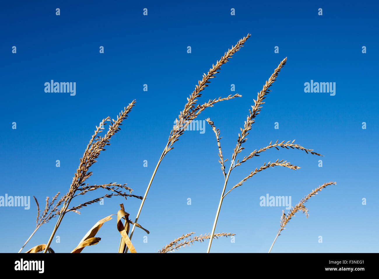 Corn tassels hires stock photography and images Alamy