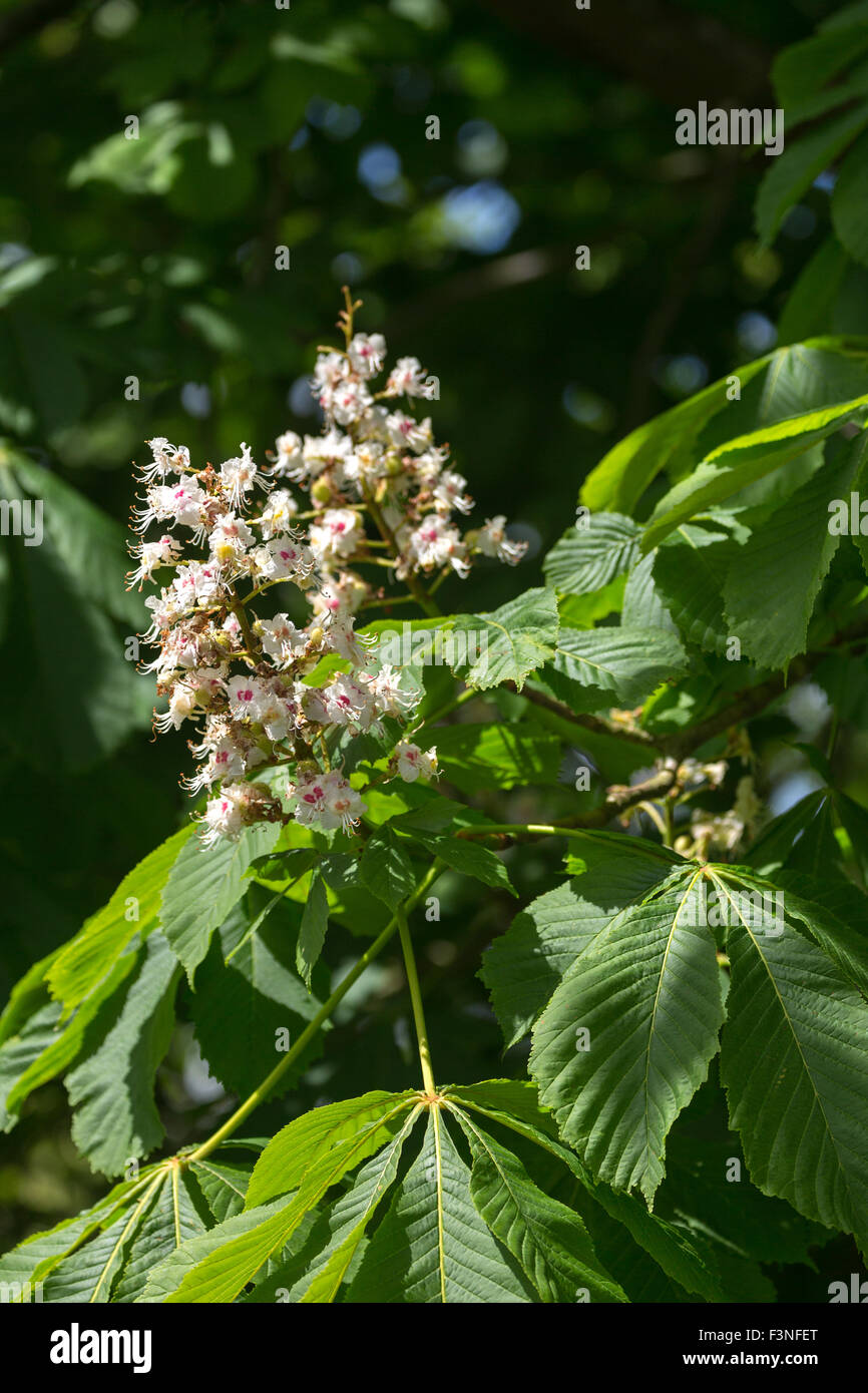 horse chestnut tree flower Norfolk broads England UK Stock Photo Alamy