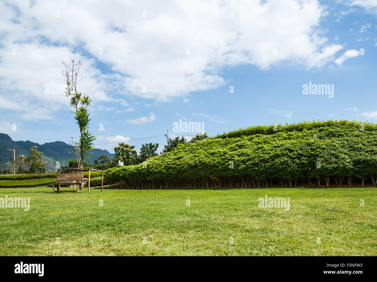 Green grass at the park hi-res stock photography and images - Alamy