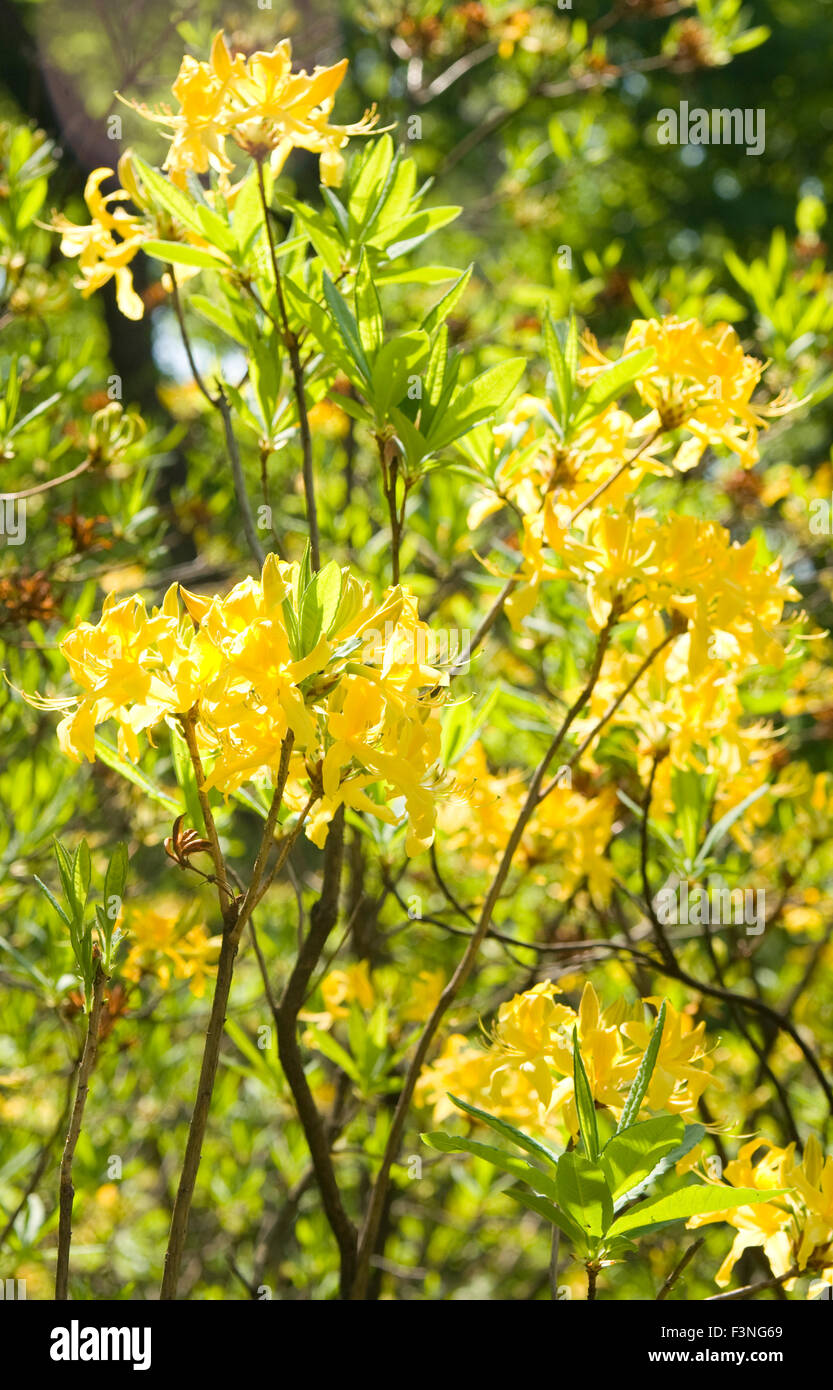 Branches of rhododendron shrub with yellow flowers. Stock Photo