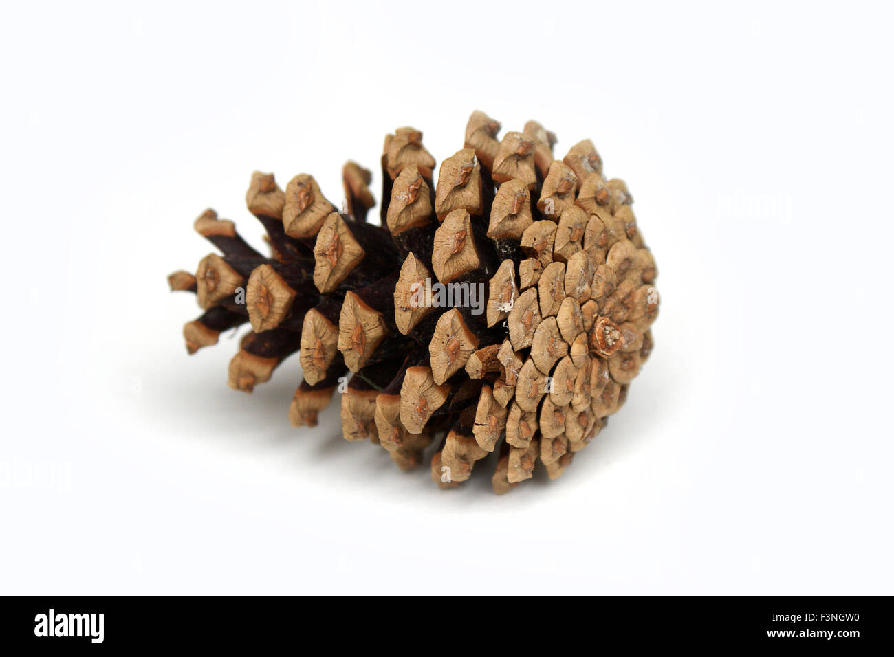 Isolated pine cone Stock Photo