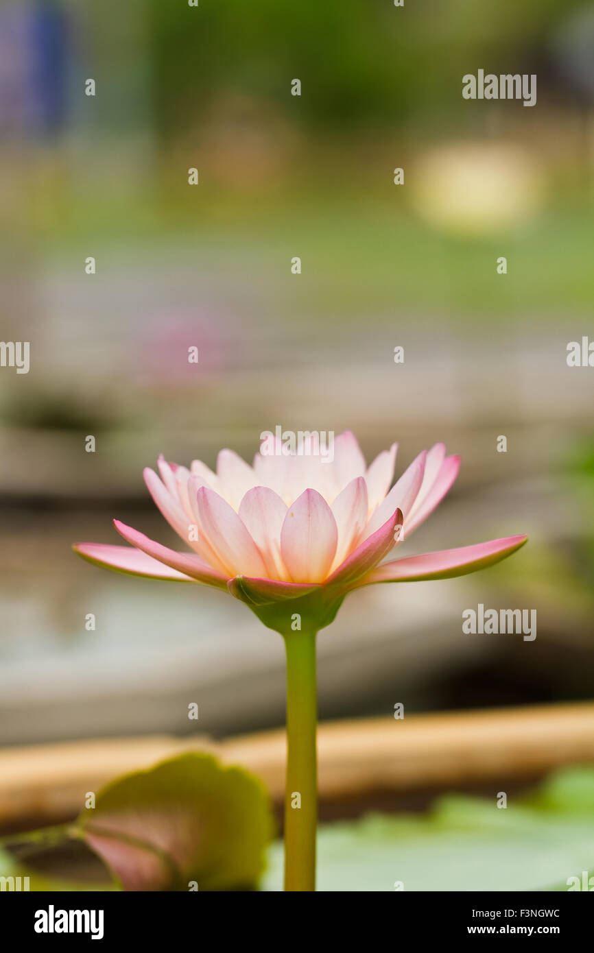 Purple water lily close up Stock Photo - Alamy