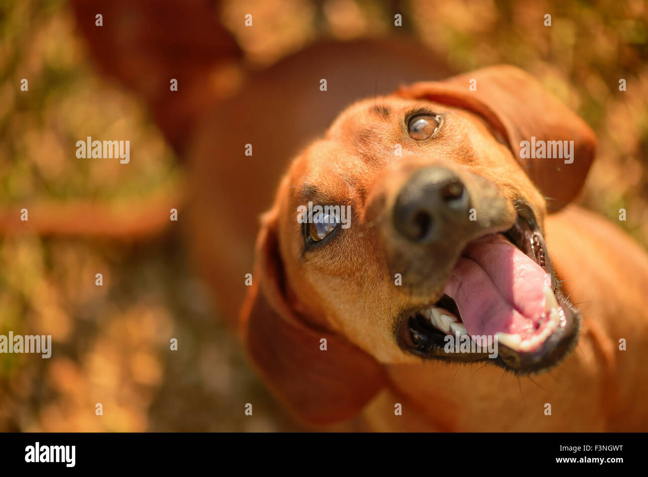 Happy dog looking up on a sunny day. Stock Photo