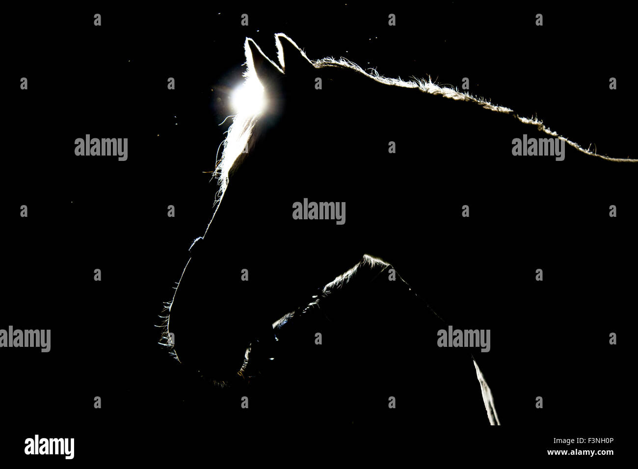 details of horses with backlighting in the meadow Stock Photo