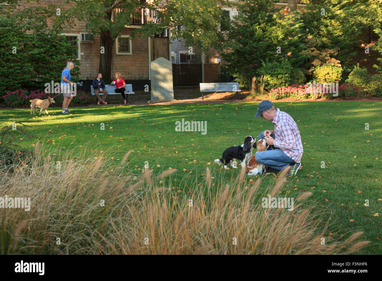 Dog park with people and dogs, Provincetown, Massachusetts Stock Photo