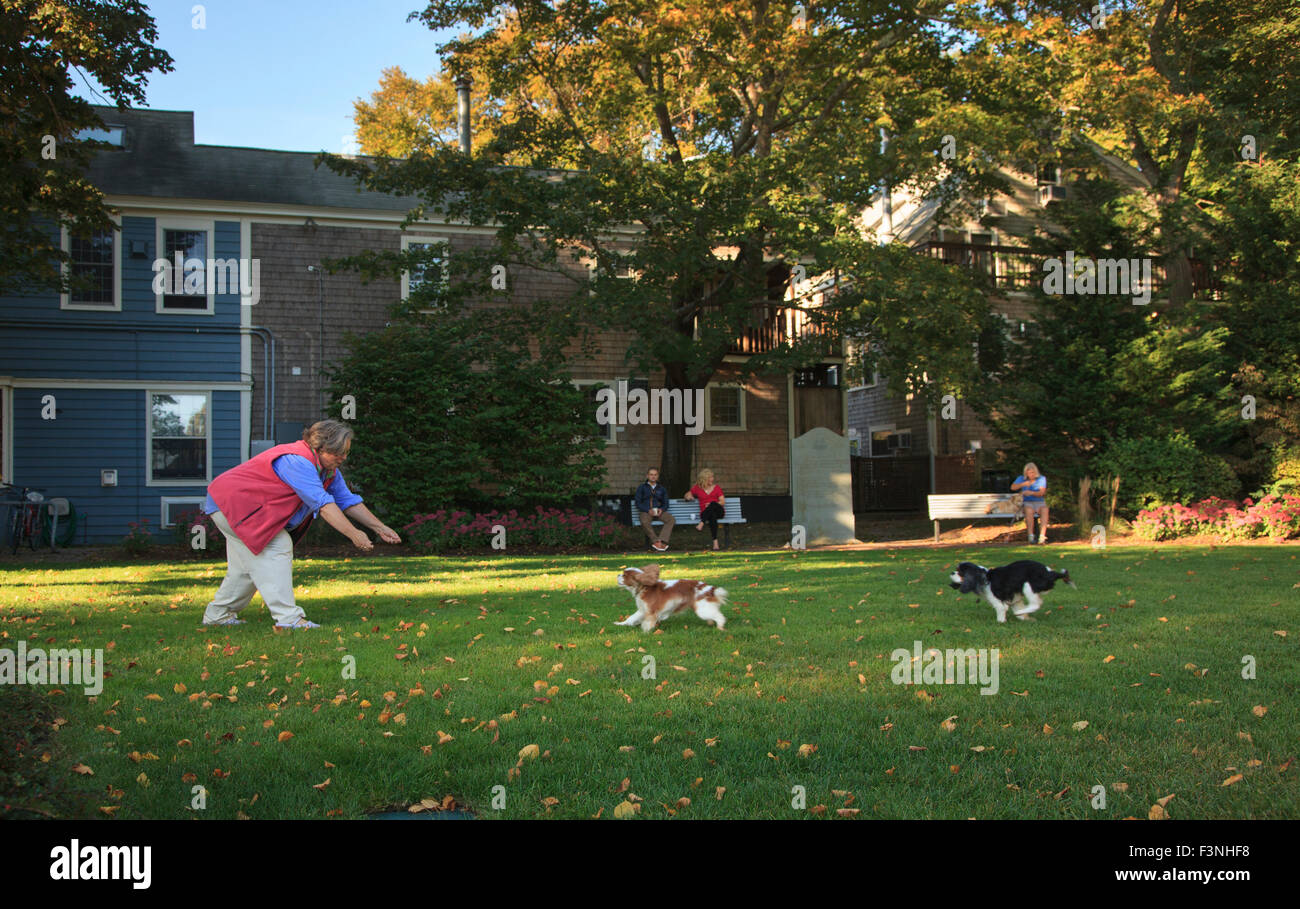 Dog park with people and dogs, Provincetown, Massachusetts Stock Photo