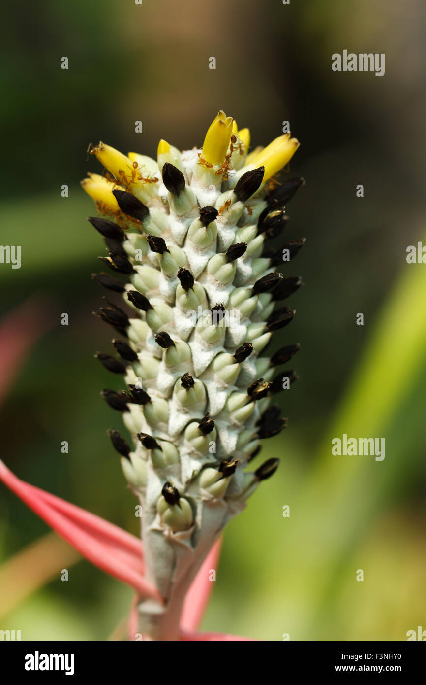 pineapple flower Stock Photo