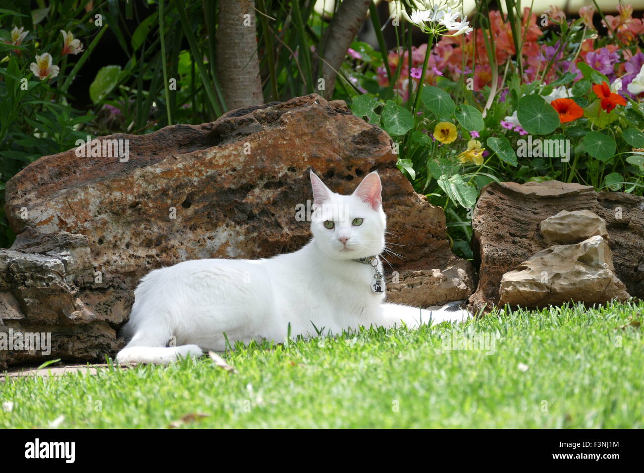 White cat on grass Stock Photo