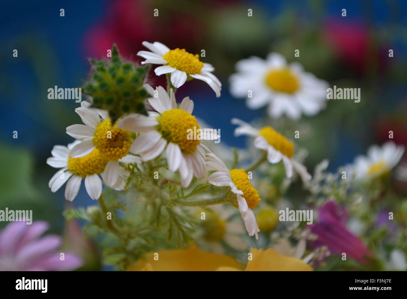 Daisies,white daisies,daisies,Gerber daisies,wildflowers,good feelings,the world of flowers,chamomile world,Gerber daisies,birds Stock Photo