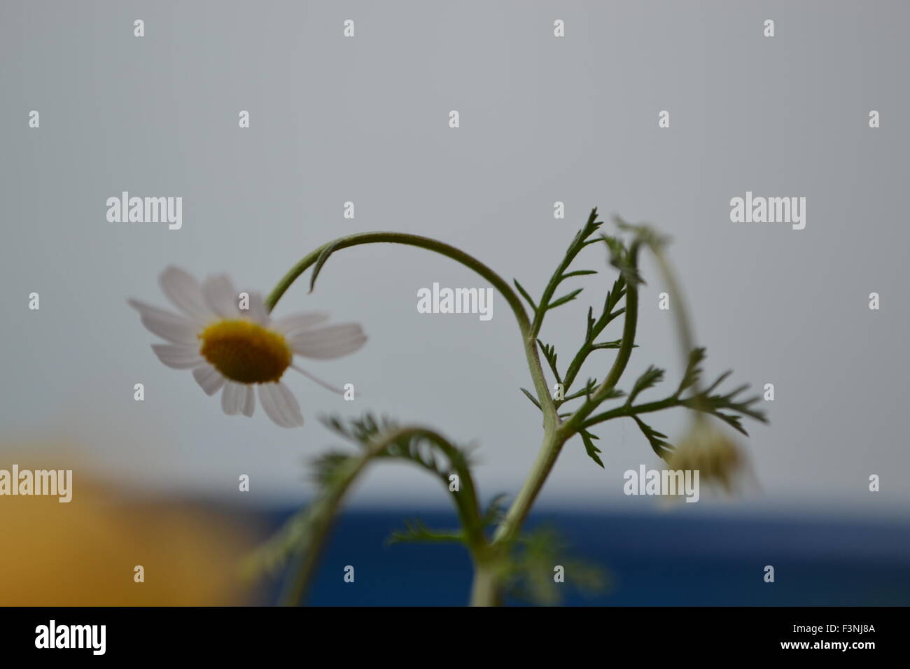 Daisy,white Daisy,Daisy's Spirit,the spirit of the flower,good feelings,the world of flowers,chamomile world,Gerber daisies Stock Photo