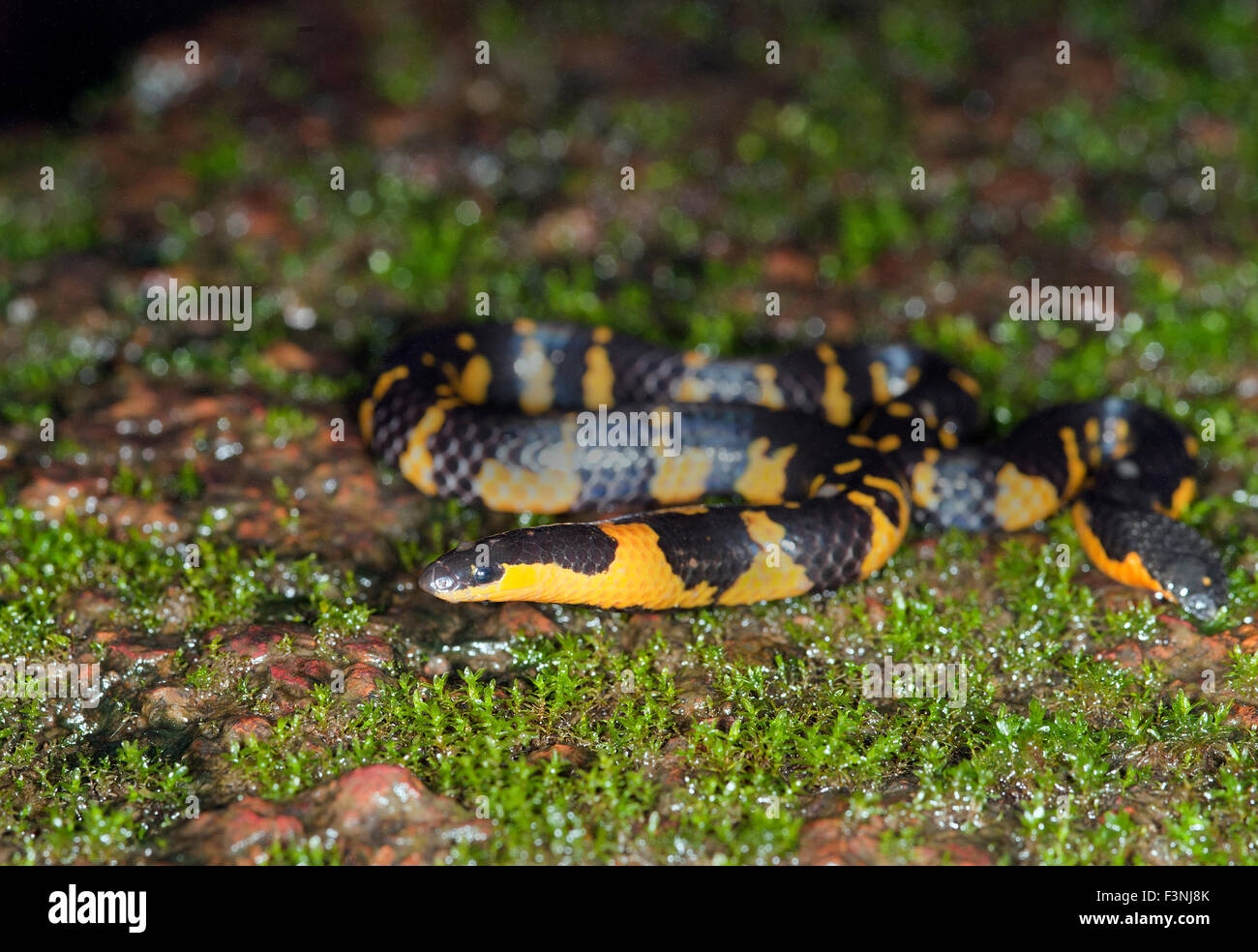 The image of Bombay Shieldtail Snake (Uropeltis macrolepis) was taken in Maharashtra, India Stock Photo