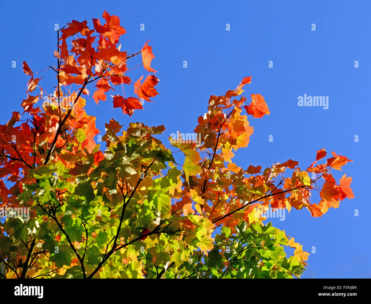 Bright Autumn colours in Buxton's Pavilion Gardens Stock Photo