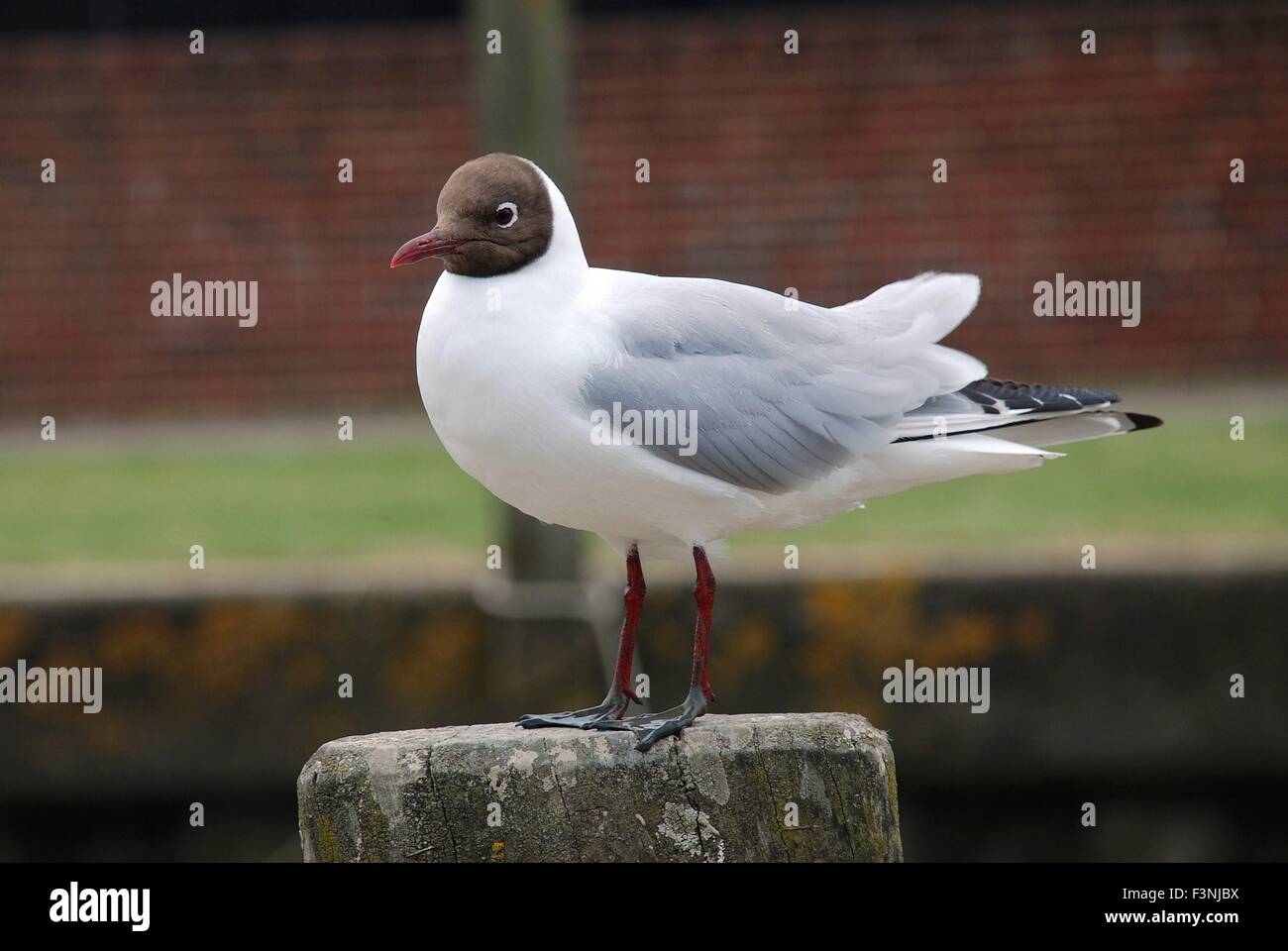 A Black Headed Gull (Chroicocephalus Ridibundus) perched on a wooden post at The Strand at Rye in East Sussex, England. Stock Photo