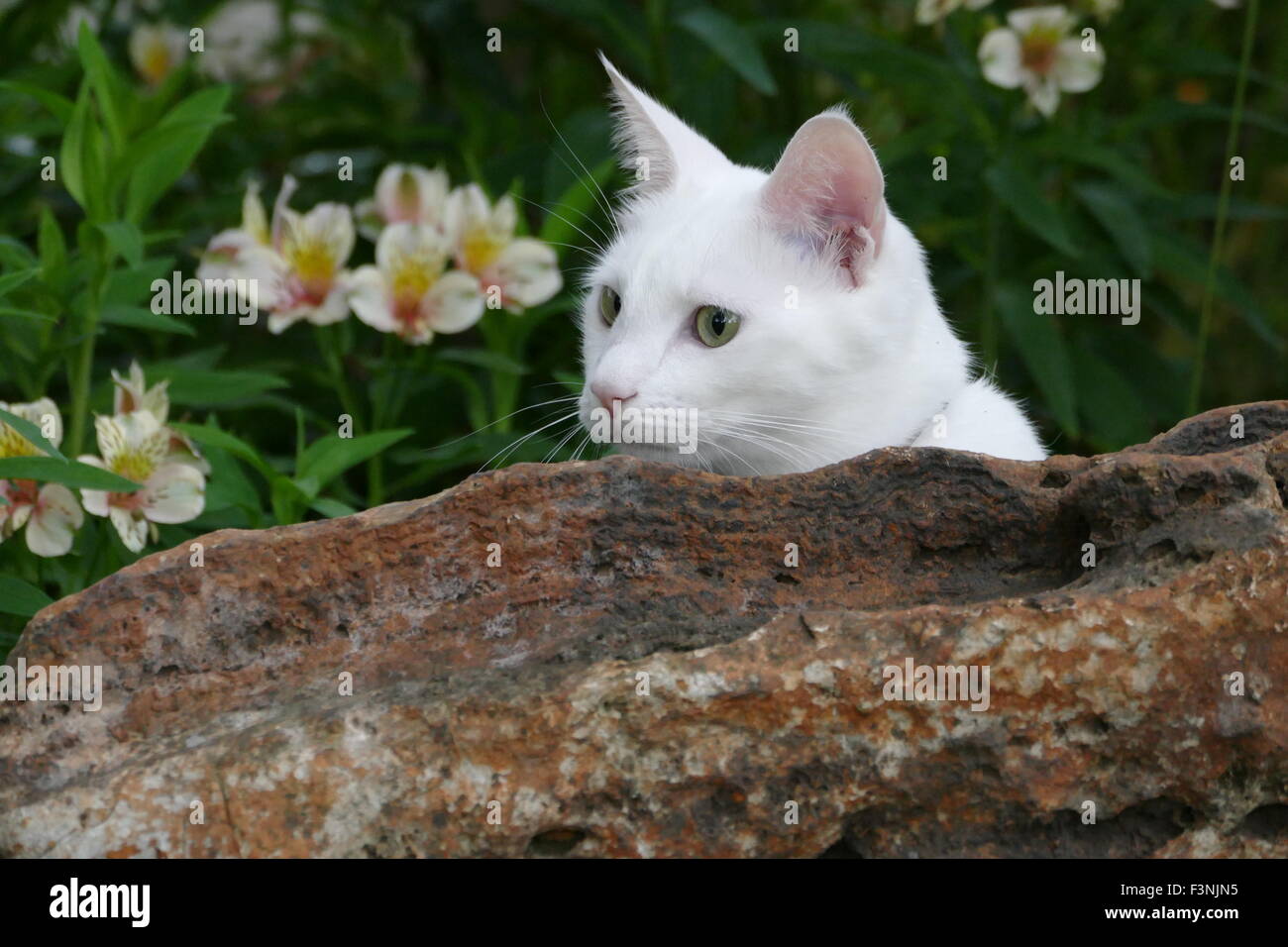 White cat behind rock Stock Photo