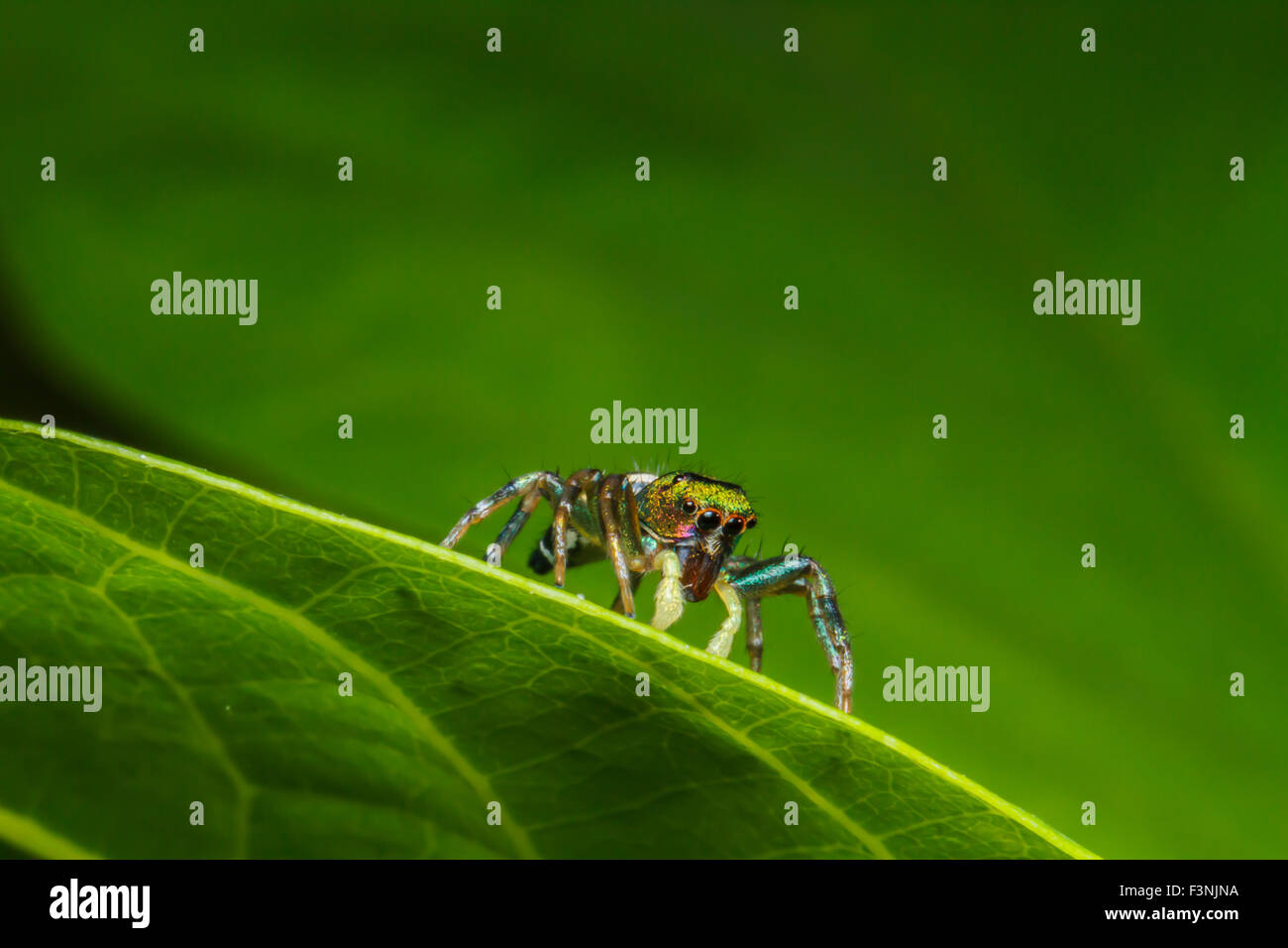 Jumping spider on green leaf Stock Photo - Alamy