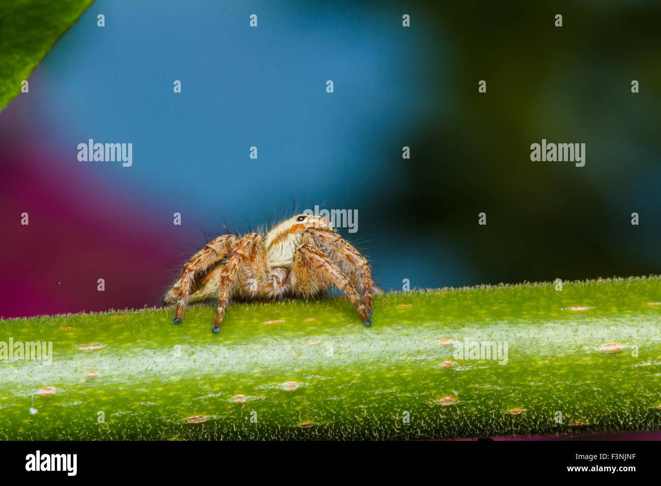 Jumping spider on green leaf Stock Photo - Alamy