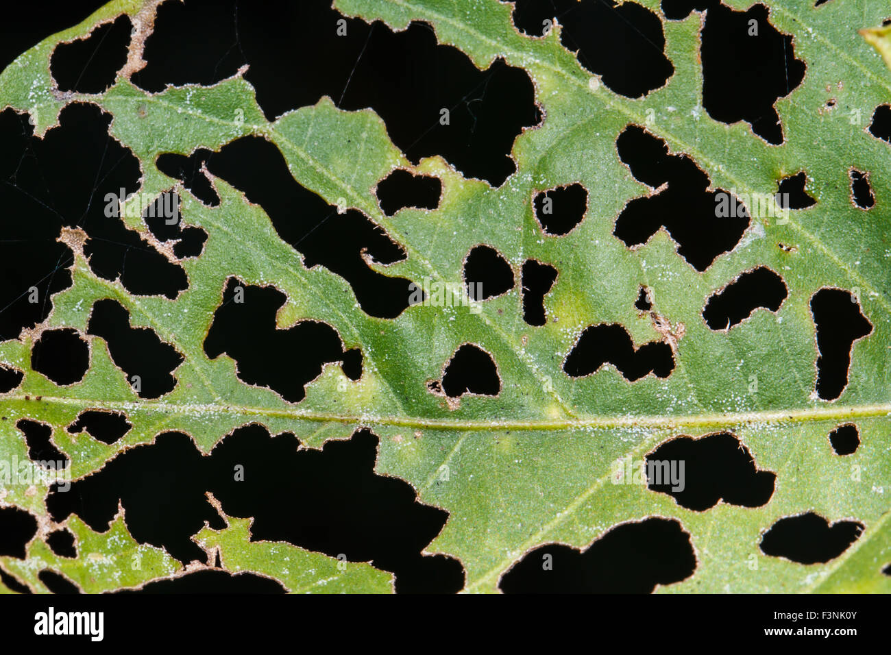Leaf insect bite Stock Photo - Alamy