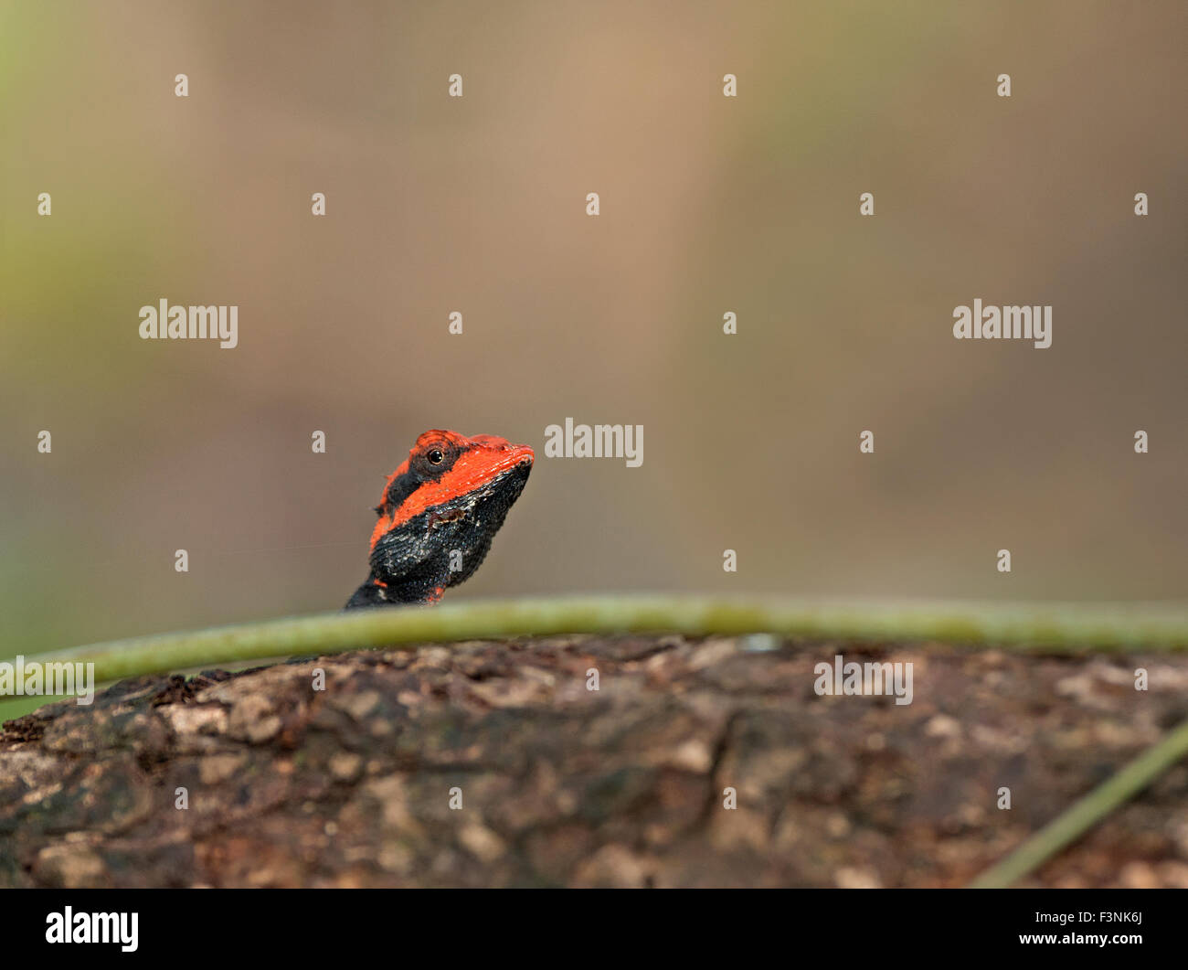 Calotes Rouxii The image of Forest Calotes ( Calotes rouxii )was taken in Sanjay ...