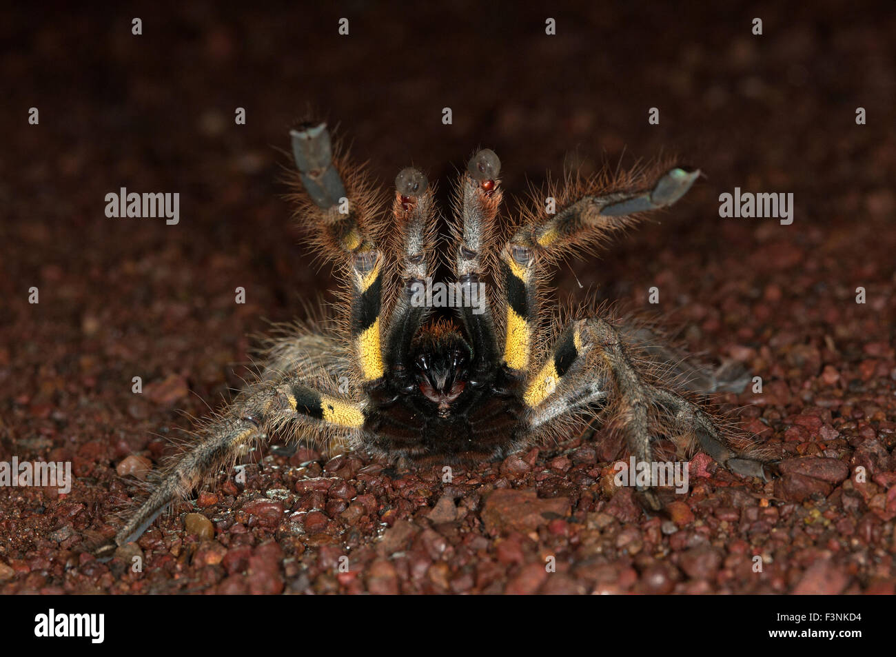 The image of Indian Ornamental spider ( Poecilotheria regalis ) was ...