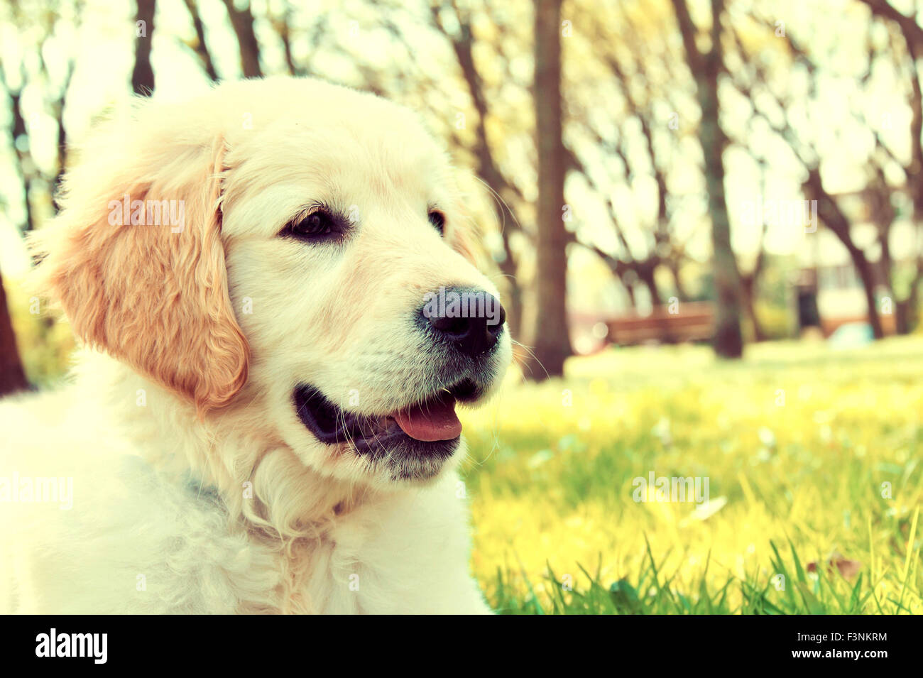 Cute golden retriever puppy in the park at summer. Vintage instagram picture. Stock Photo