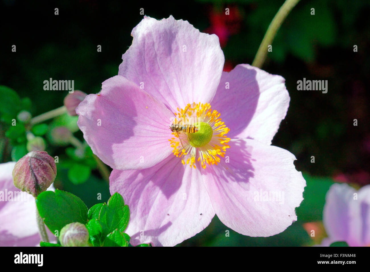 HOVERFLY ON SEPTEMBER CHARM (JAPANESE, ANEMONES) Stock Photo