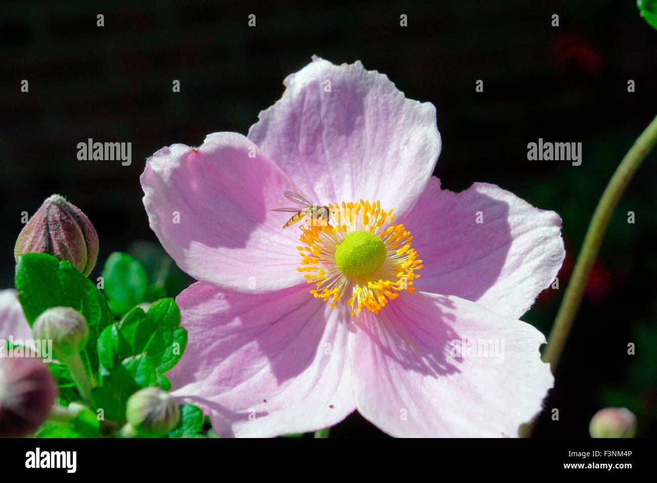 HOVERFLY ON SEPTEMBER CHARM (JAPANESE, ANEMONES) Stock Photo