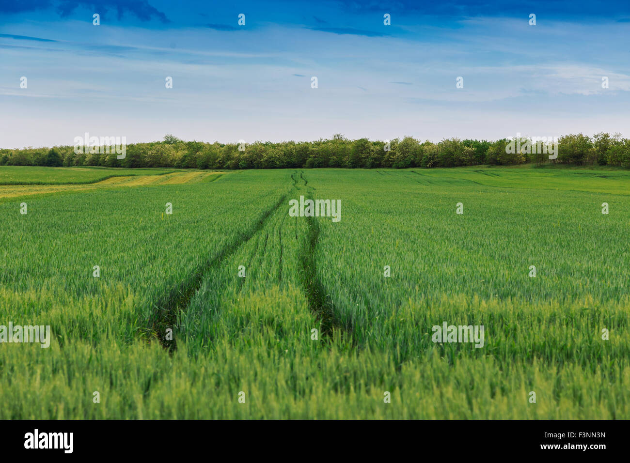 Wheat field landscape with path in summer-Hungary Stock Photo