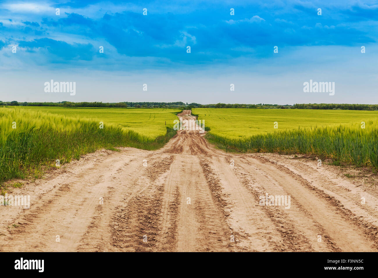 Wheat field landscape with path in summer-Hungary Stock Photo