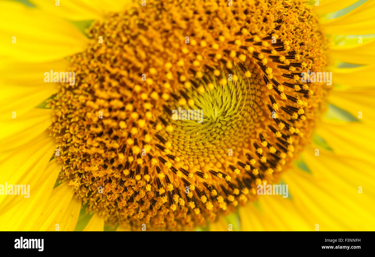 Sunflowers in garden Stock Photo - Alamy