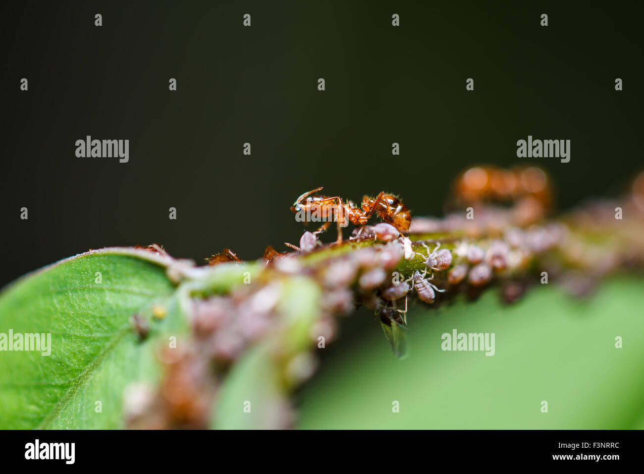 red ants on a green leaf Stock Photo