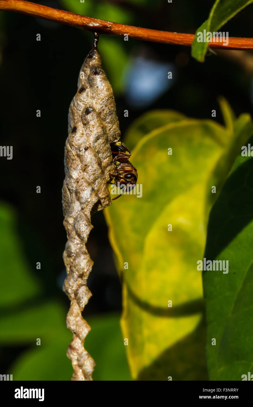 Wasp builds a nest Stock Photo