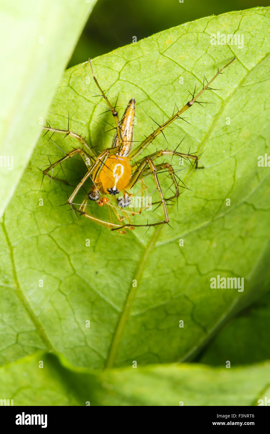Jumping spider on green leaf Stock Photo - Alamy
