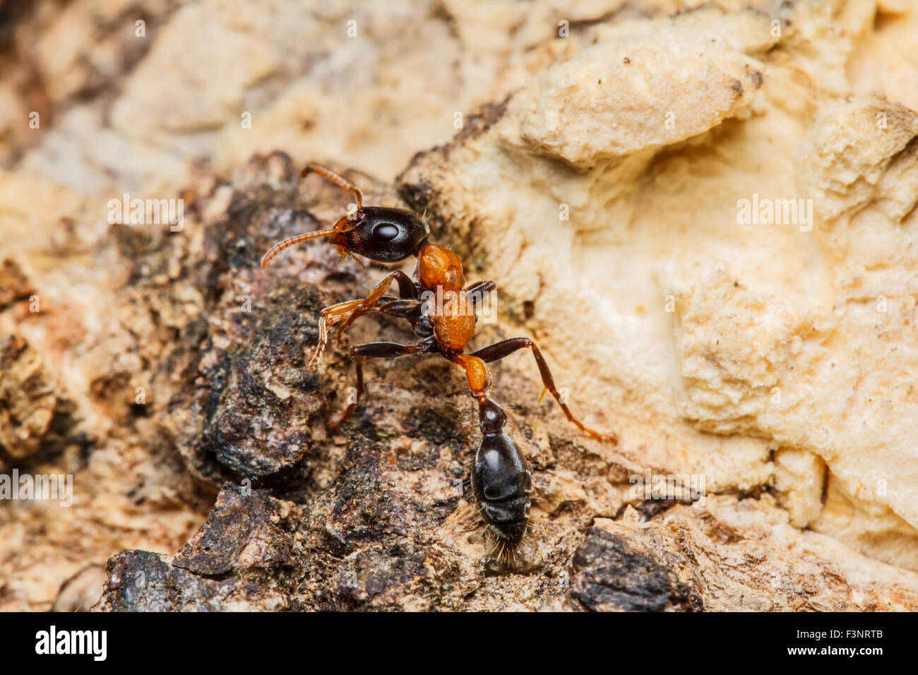 Black worker ants Stock Photo